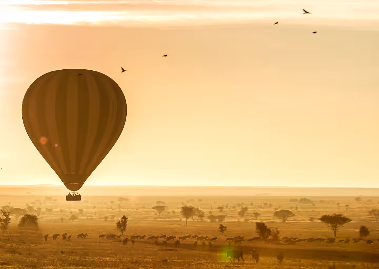 Safari Activities